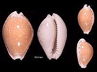 cerndiasb