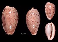 pipersita