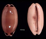 pulchra