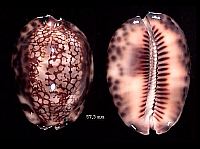 scindata
