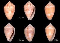 selenae