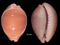 sulcisg